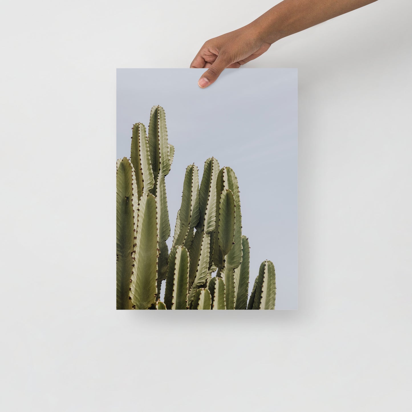 Kakteen Sommer Brise Wandbild IV